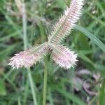 Dactyloctenium aegyptium Flower