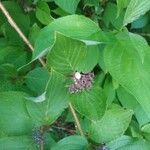 Cornus sericeaFrukto