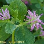 Trifolium resupinatum Flower