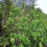 Salix laggeri आदत