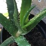 Aloe dawei 葉