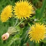 Sonchus asperFleur