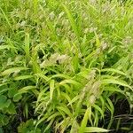 Chasmanthium latifolium Характер