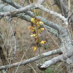 Eulophia schweinfurthii Flower