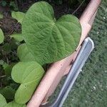 Ipomoea lacunosa Folha