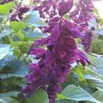 Salvia splendens Други