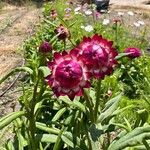 Xerochrysum bracteatum Fiore