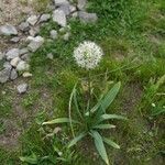 Allium cepa Flower