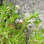 Trifolium strictum Fleur