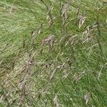 Festuca varia Bloem