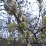 Salix caprea फूल