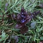 Ajuga reptans पत्ता