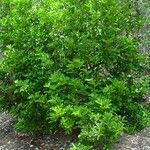 Xylocarpus granatum Hábito