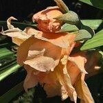 Gladiolus dalenii Floare
