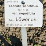Leonotis nepetifolia Інше