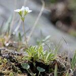 Androsace obtusifolia Libunga