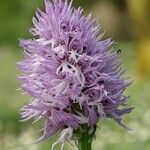 Orchis italica Flor