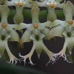 Tridactyle bicaudata Flower