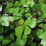 Adiantum venustum 葉