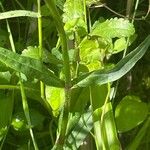 Silene flos-cuculi Leaf