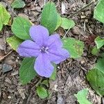 Ruellia humilis Flor