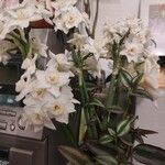 Narcissus dubius Fleur