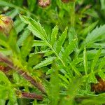 Tagetes patula Leaf