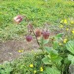 Geum rivaleFlor