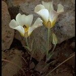 Calochortus leichtlinii Flower