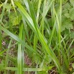 Carex acuta Folla