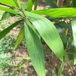 Acacia auriculiformis Blad