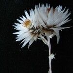 Anaphalioides papuana Flor