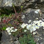 Saxifraga paniculata Habit