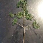 Abies balsamea 树皮
