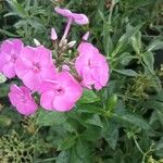 Phlox maculata Flor