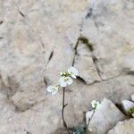 Arabis collina Цветок