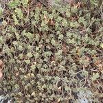 Aeonium goochiae Hábito