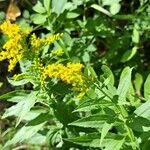 Solidago giganteaFlor