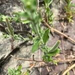 Oenothera indecora Blad