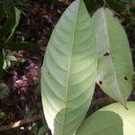 Lecythis holcogyne Leaf