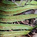 Polystichum munitum Frutto