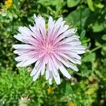 Crepis rubra Fleur