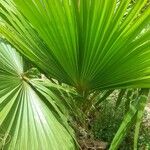 Washingtonia robusta Φύλλο