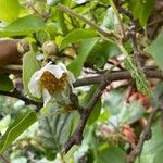 Actinidia deliciosa Blüte