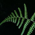 Dryopteris cochleata Leaf