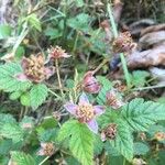 Rubus ursinus 花