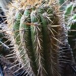 Weberbauerocereus weberbaueri 整株植物