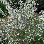 Spiraea prunifolia Flor
