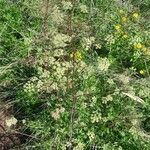 Peucedanum alsaticum Habit