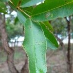 Qualea parviflora Leaf